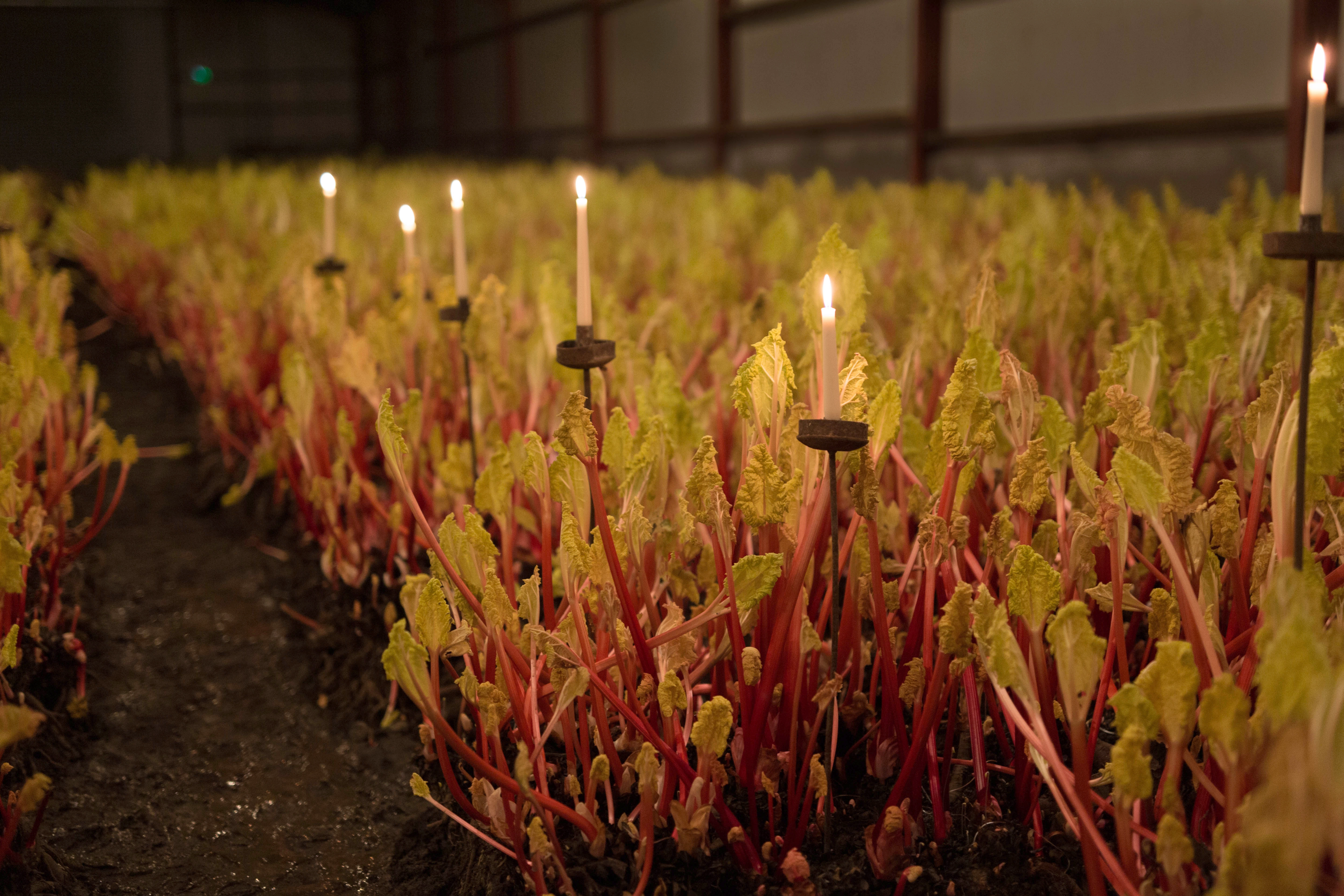 The History and Mystery of the Rhubarb Triangle with John Whitaker